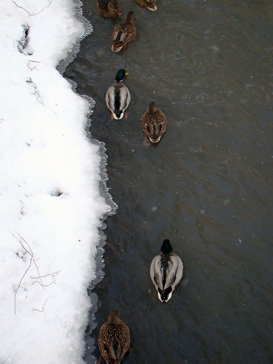 ducks, winter, river, park, ice, frost, birds, bird duck, mallard duck HD wallpaper