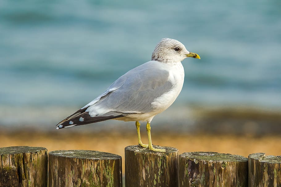 shallow focus photography of white bird on brown wooden trunk HD wallpaper