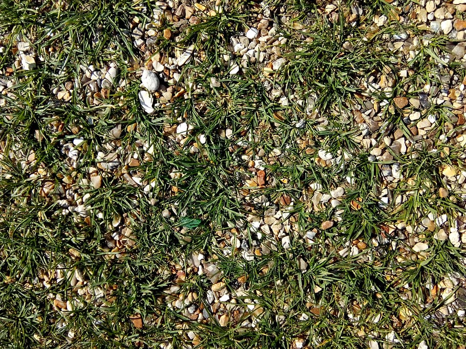 Green, Grass, Spring, Nature, Moss, plant, outdoor, land, growth HD wallpaper