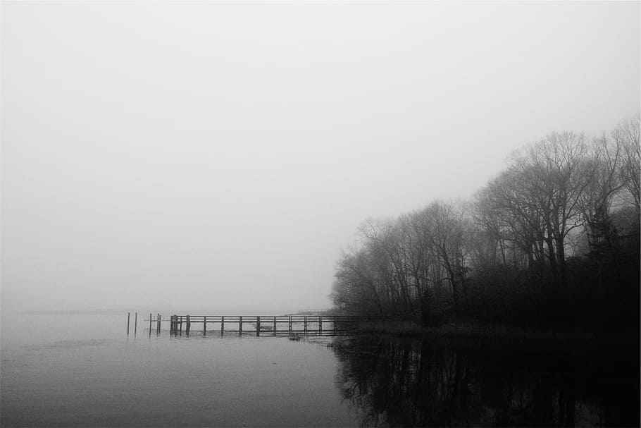 trees beside body of water, greyscale, photography, bare, boardwalk HD wallpaper
