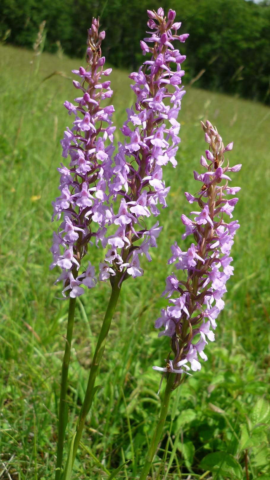 mueckenwurz, german orchid, often, attractive group, mountain meadows, HD wallpaper