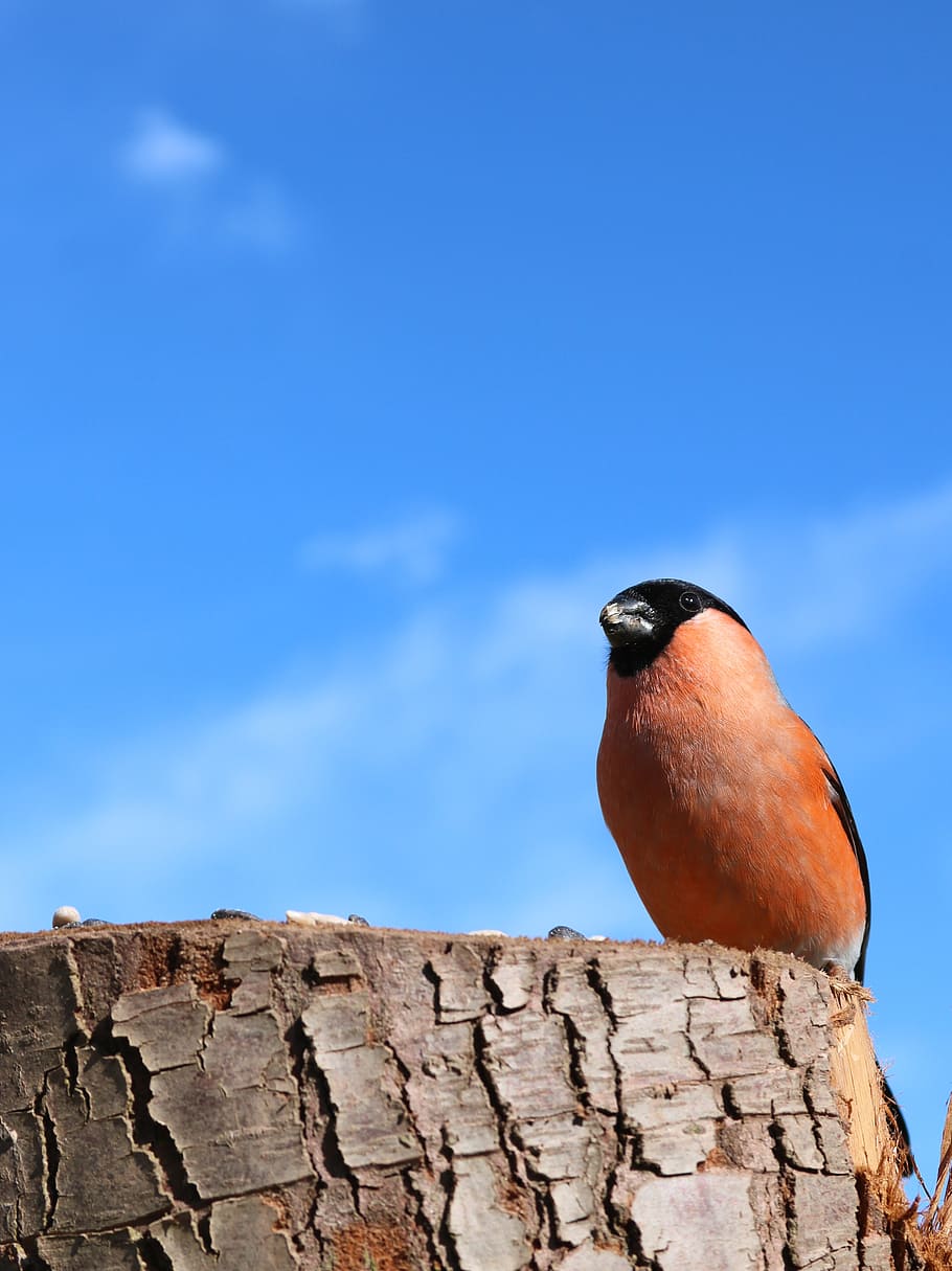 bullfinch, male, bird, nature, red, spring, avian, blue sky, HD wallpaper
