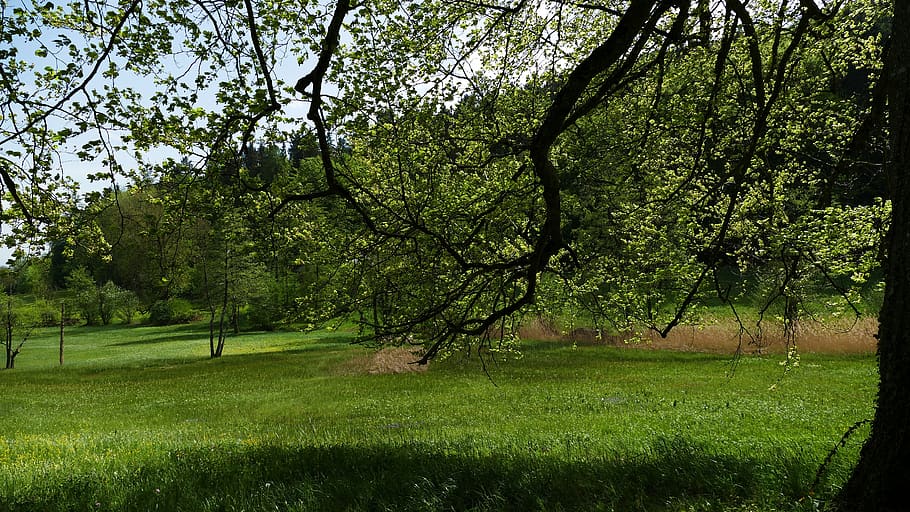 landscape, nature, spring, tree, meadow, shadow, long branches HD wallpaper