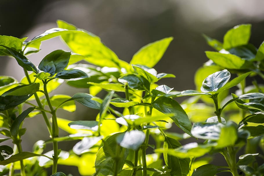 Basil, Leaf, Food, Fresh, Herb, green, ingredient, organic HD wallpaper