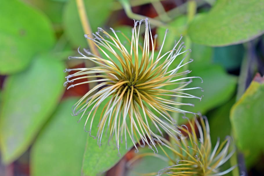 HD wallpaper: clematis, seeds, pods, flower, blossom, bloom, plant