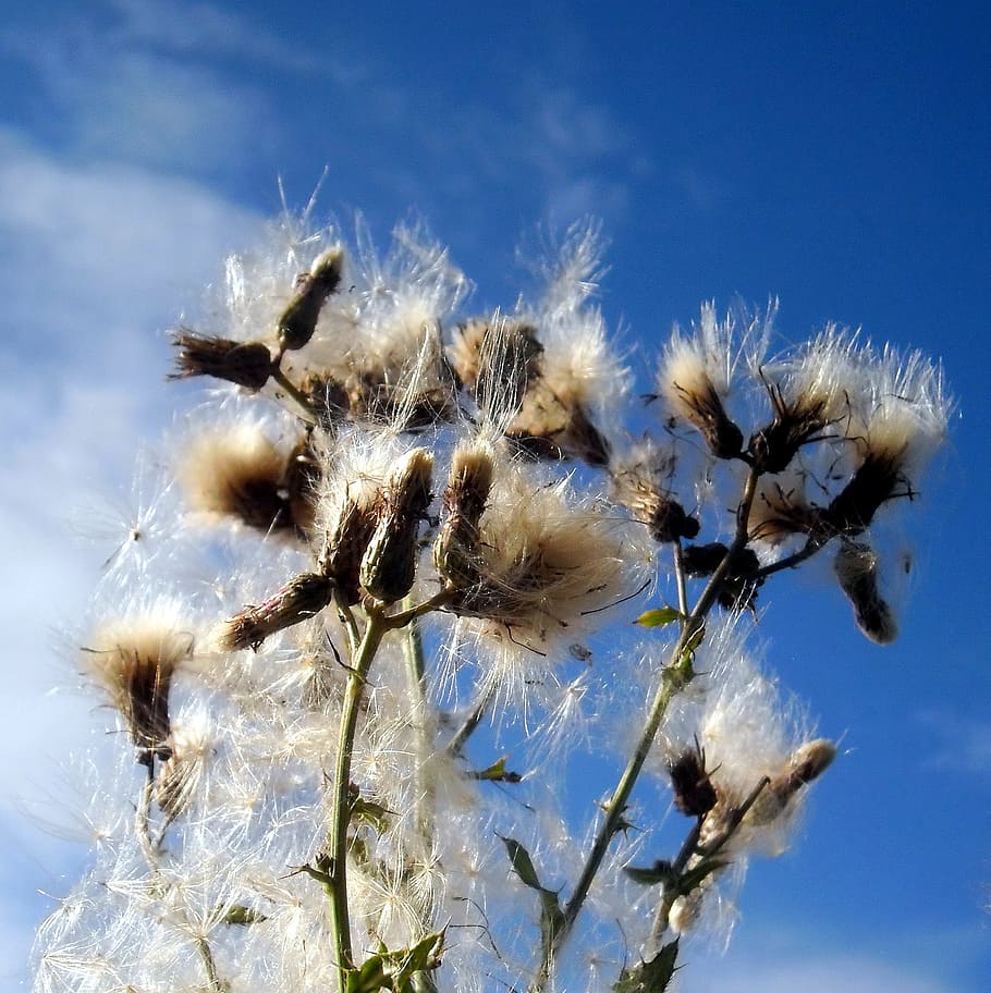 grass, wild, flora, fields, france, summer, thistles, alsace HD wallpaper
