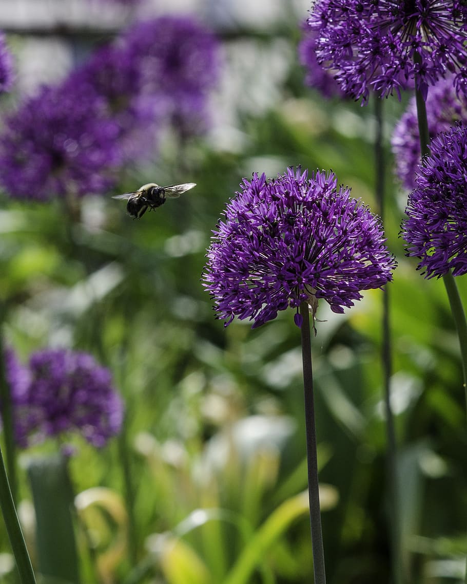 Flying, Bee, Honey, Honey, Bee, Insect, Nature, flying bee HD wallpaper