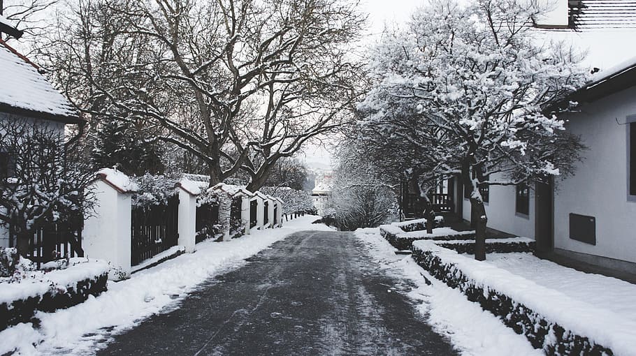 winter, snow, tree, frost, frozen, ice, street, snowy, outdoors HD wallpaper