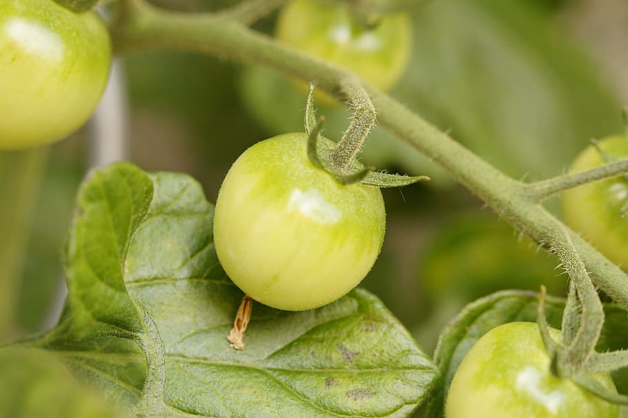 bush tomatoes, tomato plant, vegetables, green, grow, immature, HD wallpaper