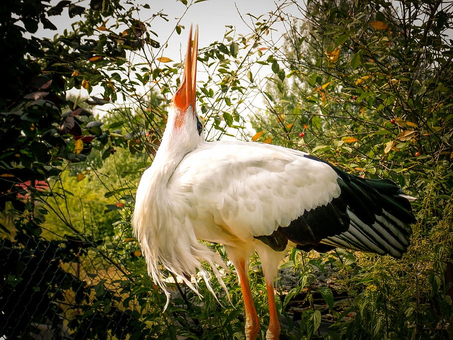 stork, bird, white, socket, garden, animal, vertebrate, animal themes HD wallpaper