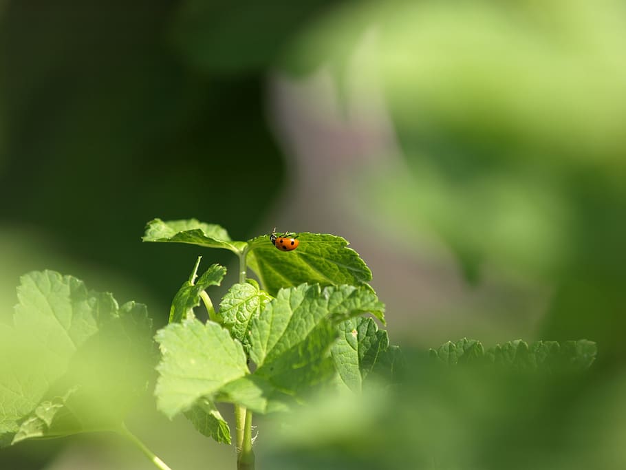 ladybug, insect, beetle, macro, lucky charm, close, green color HD wallpaper