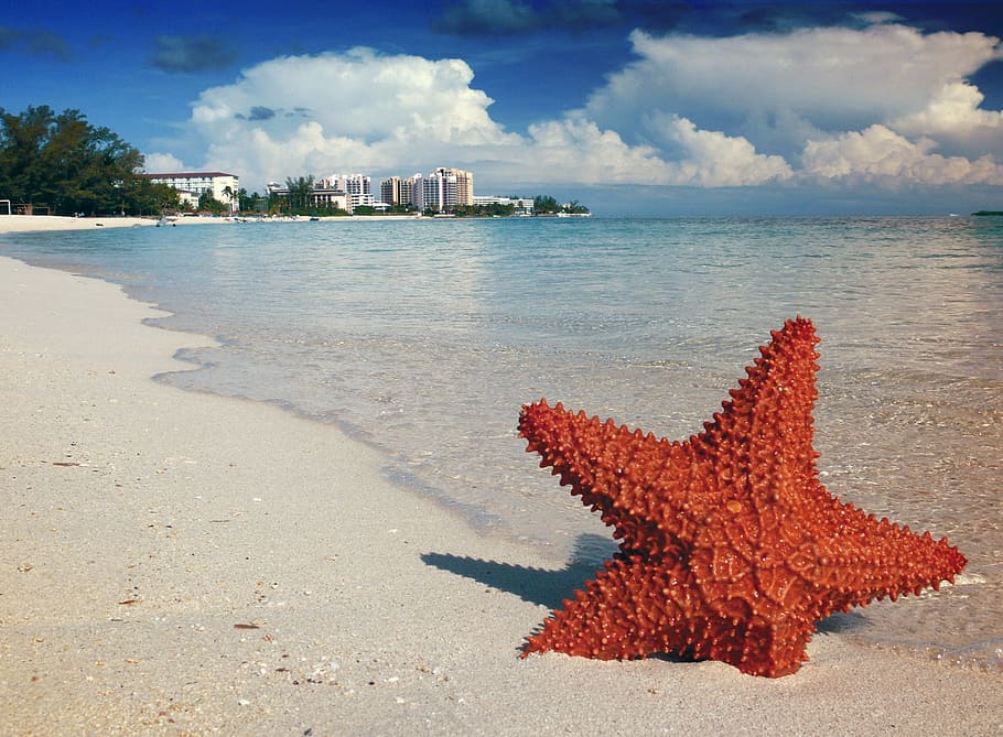 brown starfish on seashore under cloudy sky, sand, bahamas, nassau, HD wallpaper