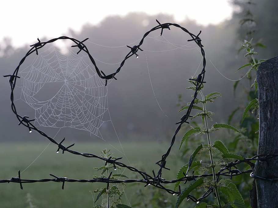 heart-shaped barbed wire with spider webs in close-up photography, HD wallpaper