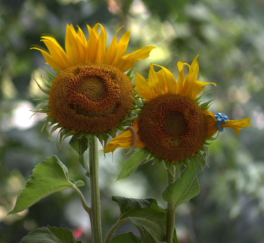 sunflower, pair, love, two, funny, flowering plant, freshness HD wallpaper