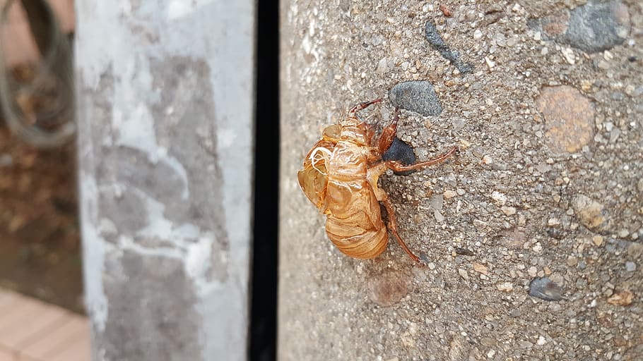 cicada, variations, peel, animal themes, close-up, no people HD wallpaper
