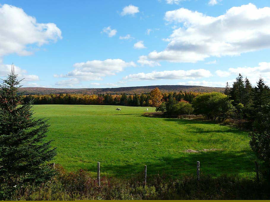 canada, nature, green, sky, cloud - sky, plant, tree, tranquility HD wallpaper
