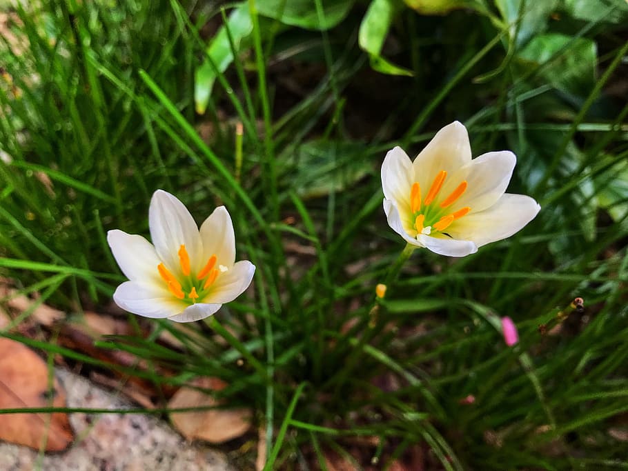 stormy blue, flower, natural, white, yellow, green, herbaceous, HD wallpaper