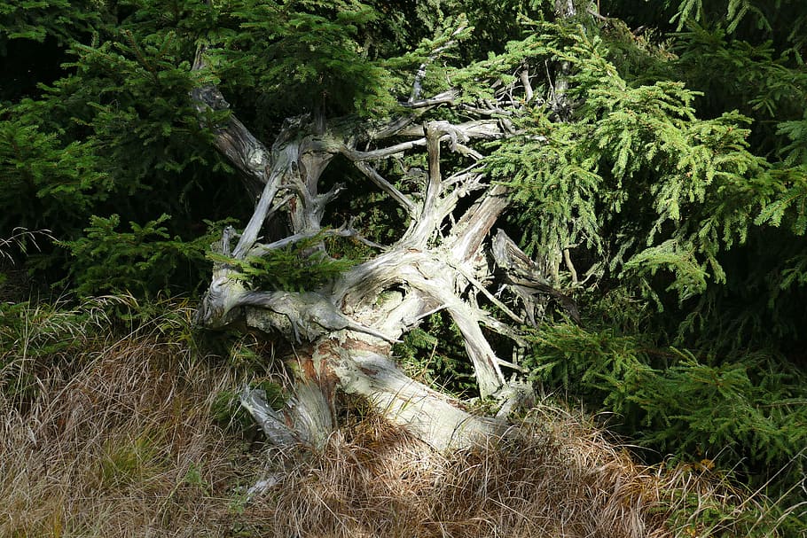Root, Nature, Forest, spooky, outdoors, day, no people, tree HD wallpaper