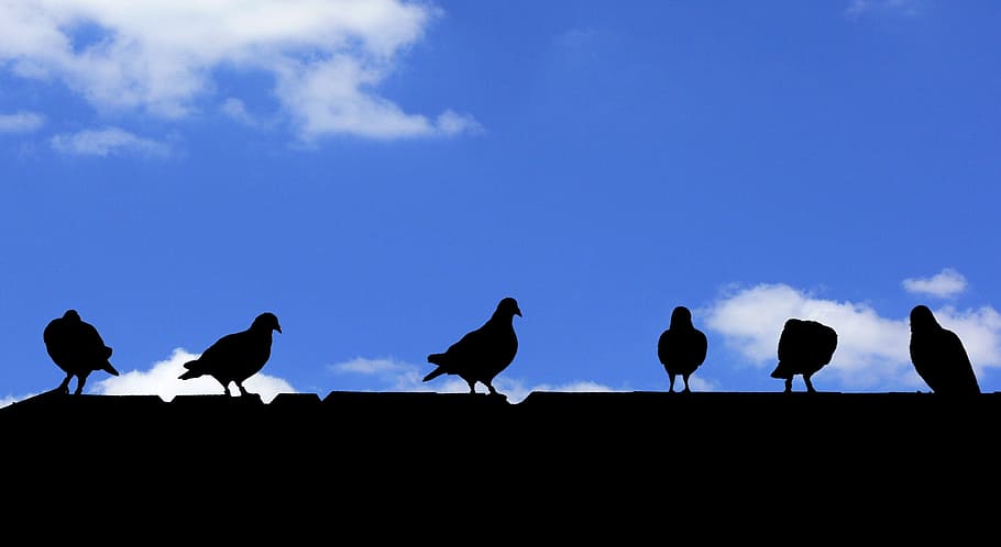 Birds, Pigeons, Roof, silhouette, animal, blue, black Color HD wallpaper