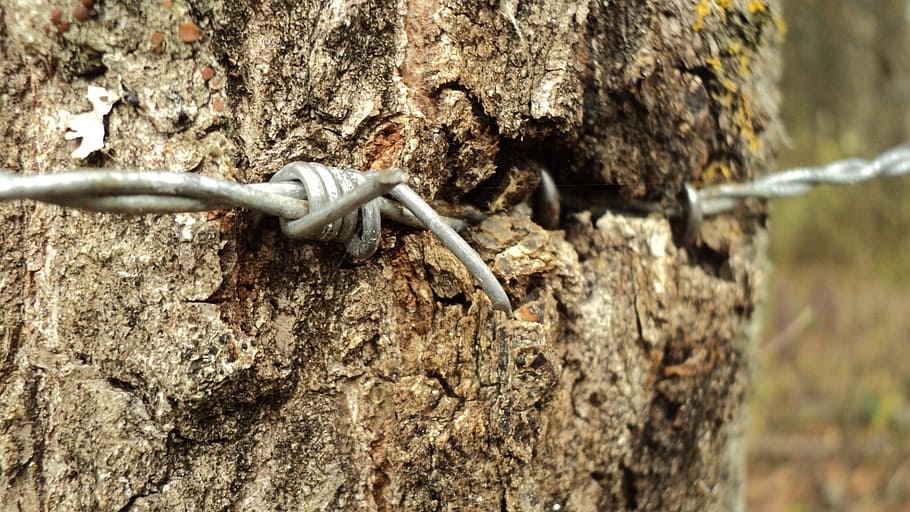 close-up photo of grey barb wire on tree, Barbed Wire, Trunk, HD wallpaper