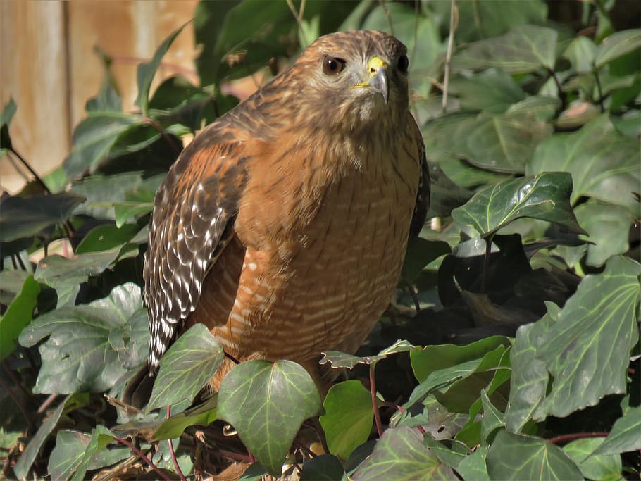 hawk, raptor, brown, rust, wildlife, bird, nature, animal, animal themes HD wallpaper