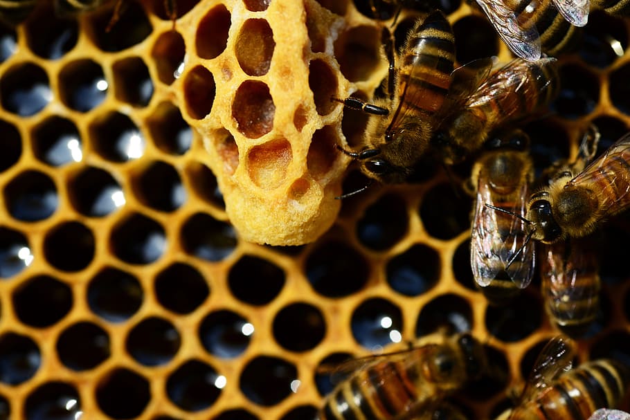swarm of bees with honey comb, queen cup, honey bee, new queen rearing compartment