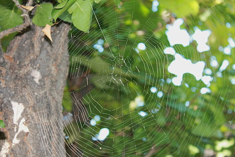 spider web, tree, cobweb, trap, arachnid, pattern, nature, insect HD wallpaper