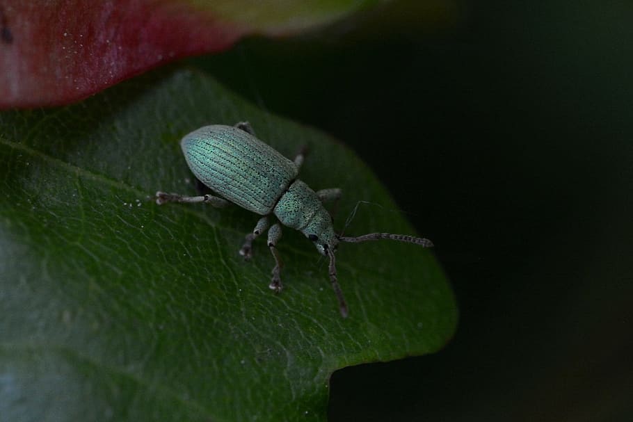 Beetle, Insect, Macro, Nature, green, close, animal themes HD wallpaper