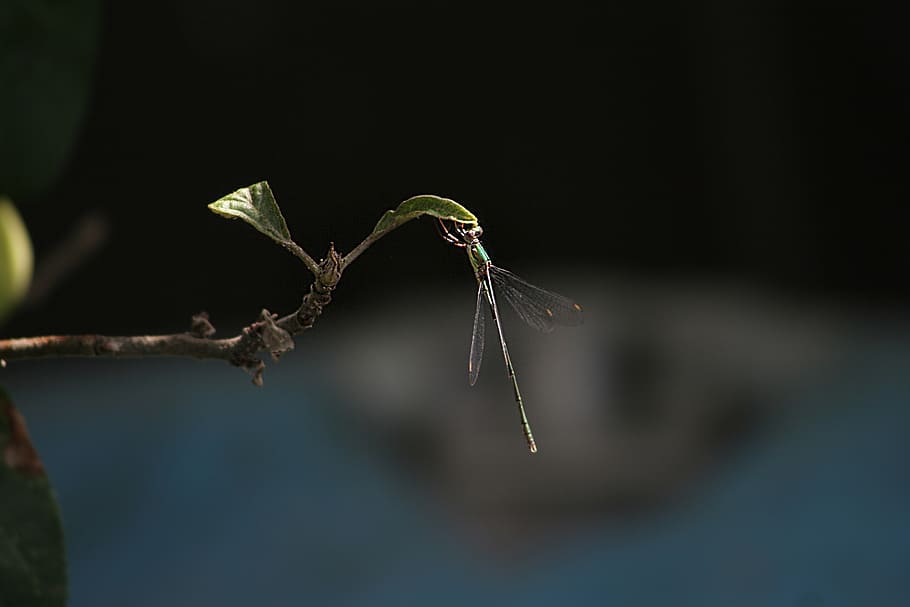 bug, dragonfly, insect, nature, animal, wildlife, outdoors HD wallpaper