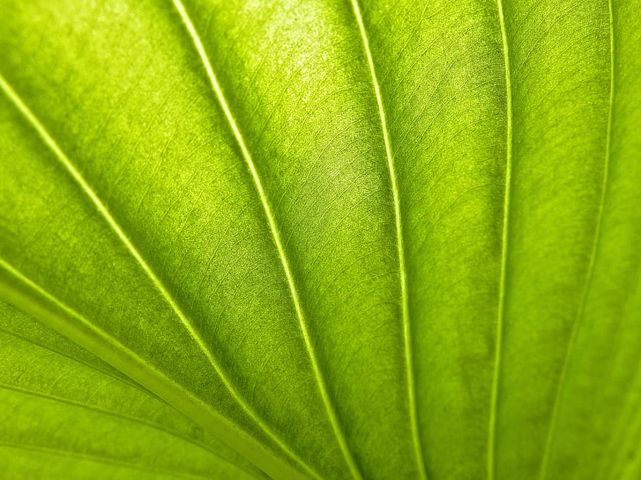 green textile, leaf, vein, growing, plant, nature, plant part HD wallpaper