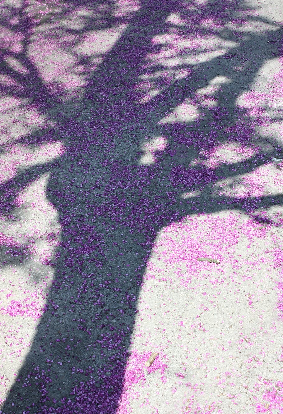 tree, spring, nature, shadow, purple flowers, pink color, full frame HD wallpaper