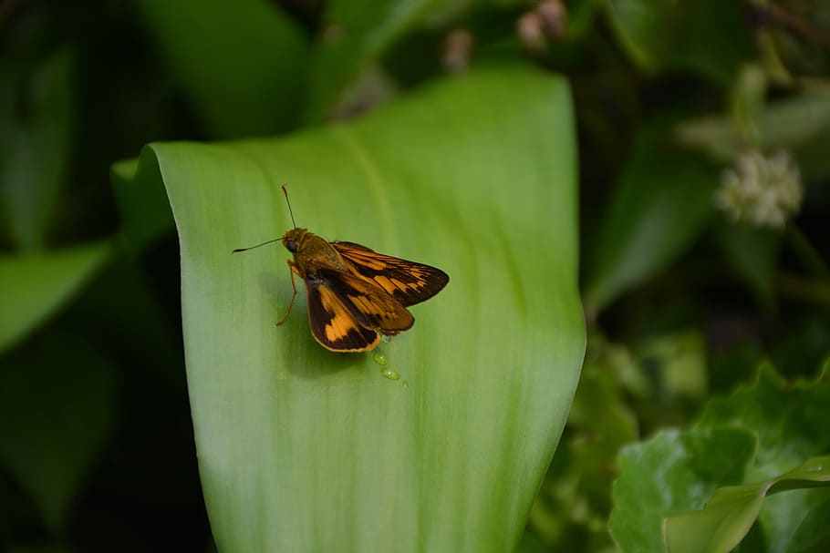 Animal, Butterfly, Bug, Nature, Fauna, one animal, insect, animals in the wild HD wallpaper