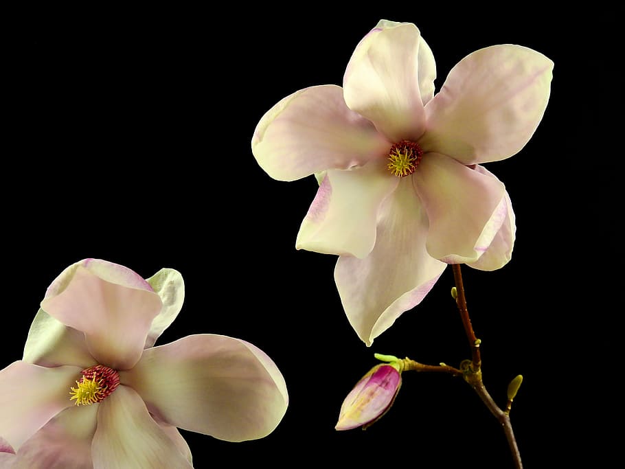 flower, blossom, bloom, spring, nature, plant, tree, magnolia HD wallpaper