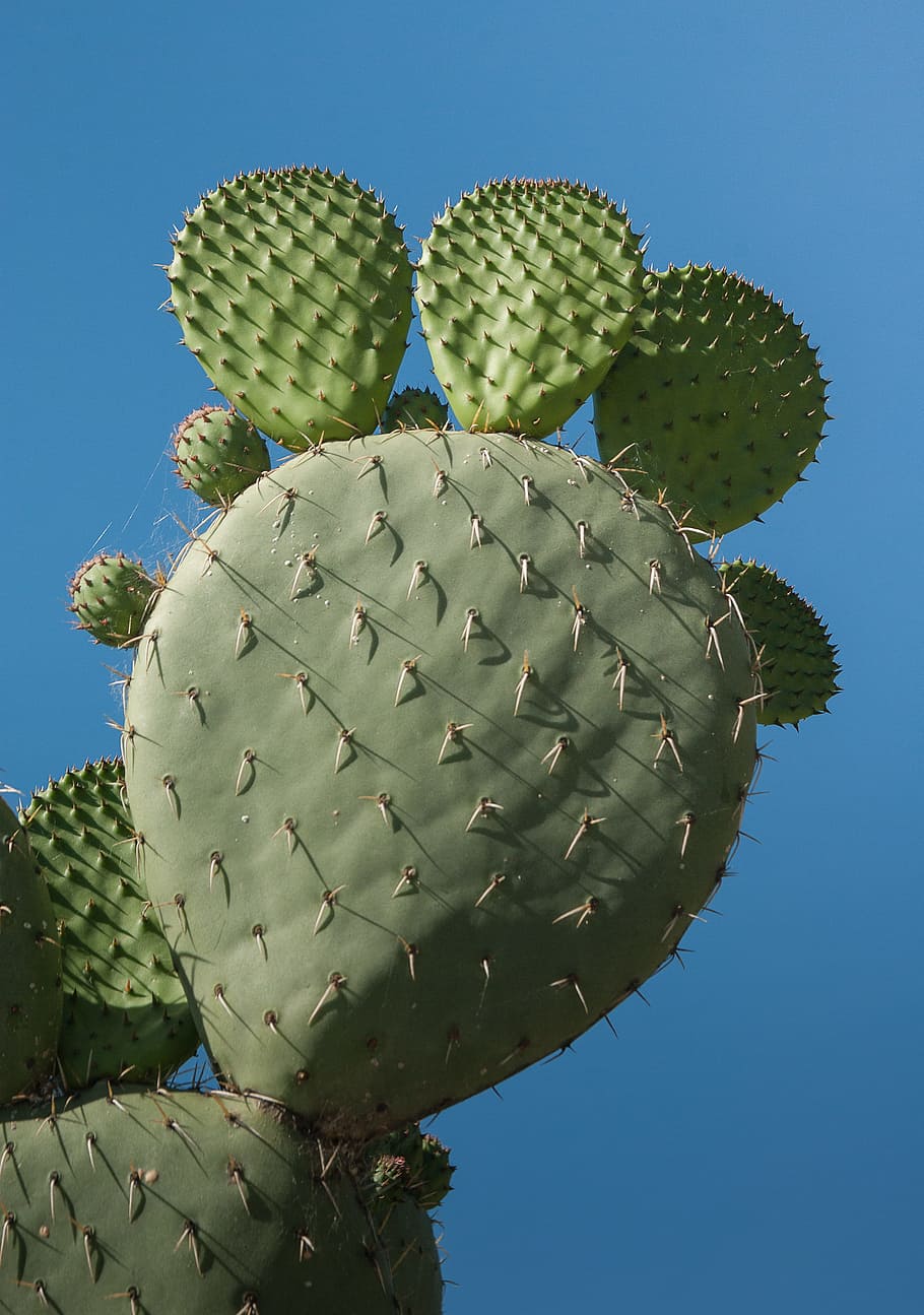 Cactus, Quills, Thorns, prickly pear cactus, green color, spiked HD wallpaper
