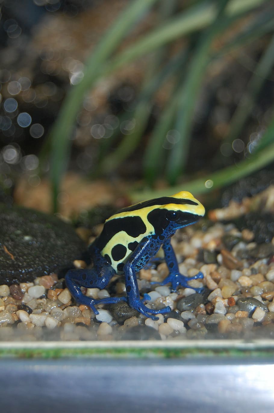 frog, blue yellow, toxic, animal, nature, amphibian, wildlife HD wallpaper