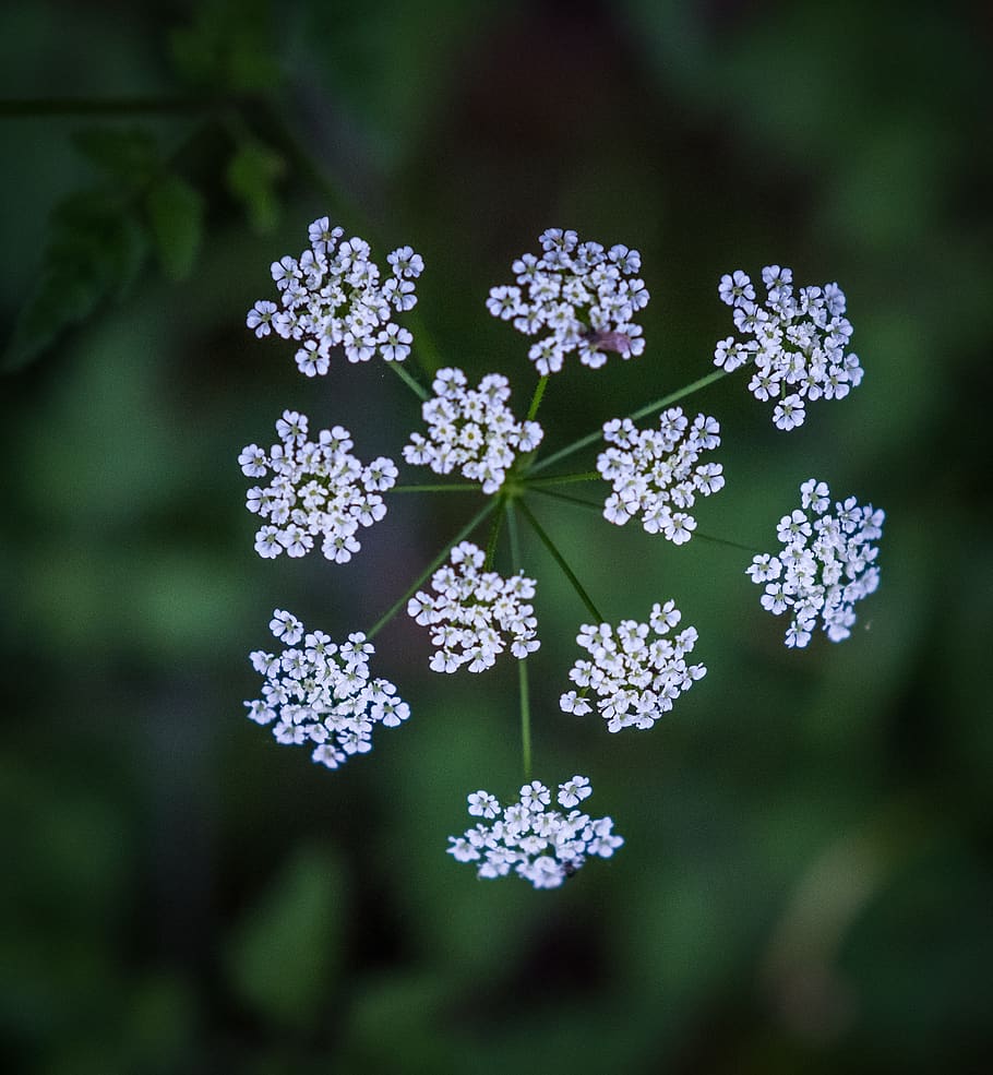 flower, blossom, bloom, spring, bud, white, green, violet, pink HD wallpaper