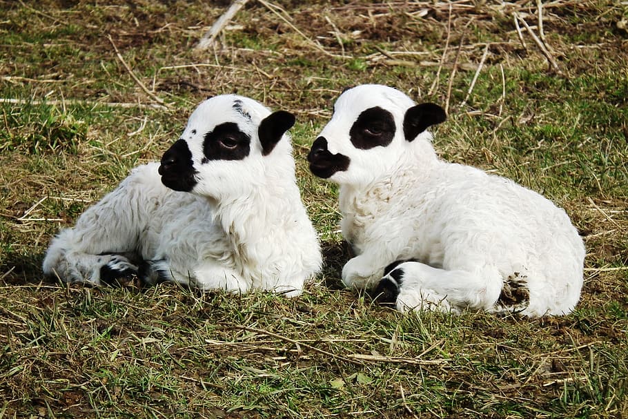 two white lamb laying on green grass, sheep, lambs, meadow HD wallpaper