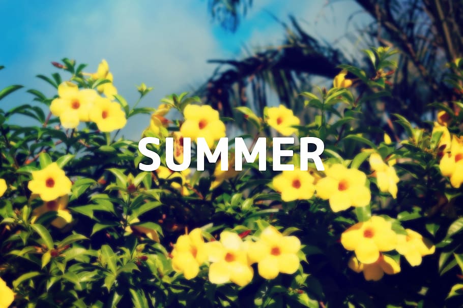 summer text with yellow flowers, nature, plant, outdoors, leaf HD wallpaper
