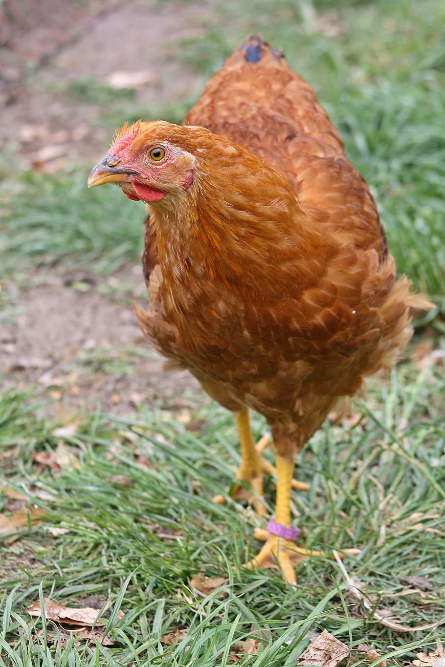 hahn, young, chicken, bill, dresden chicken, bird, animal themes HD wallpaper