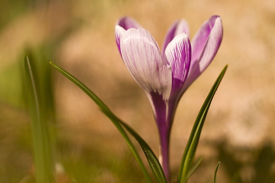 Flower, Crocus, Spring, spring flower, violet, nature, garden HD wallpaper
