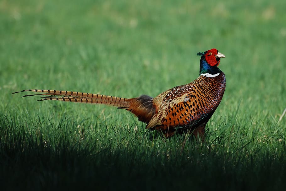 selective focus photography of male ring-necked pheasant on green grass field HD wallpaper