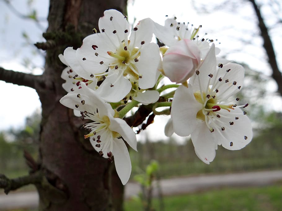 flowering fruit trees, spring, sad, the buds, nature, garden HD wallpaper