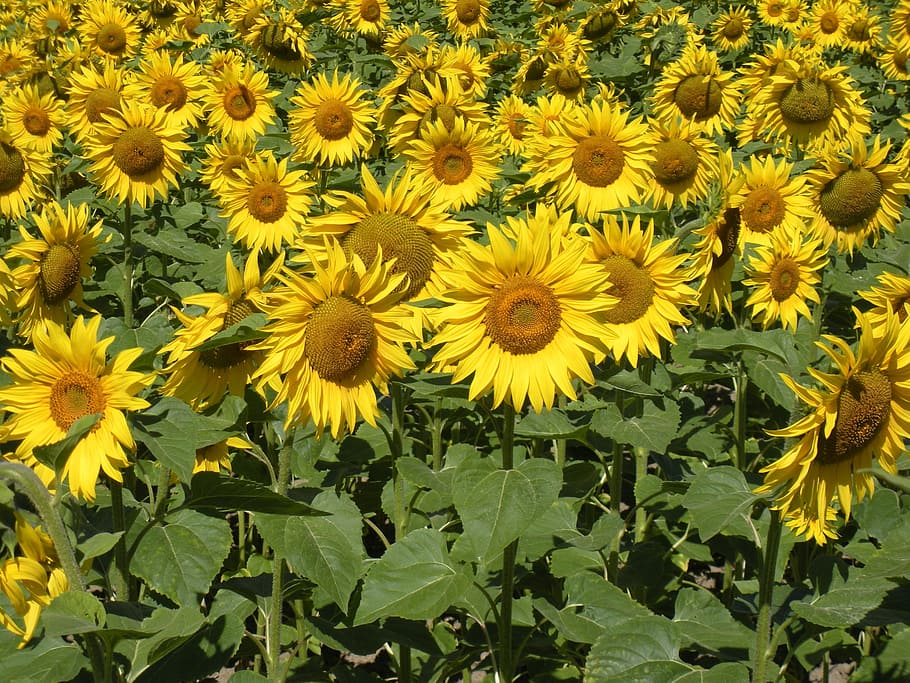 sunflower, field, flowers, yellow, summer, flowering plant HD wallpaper
