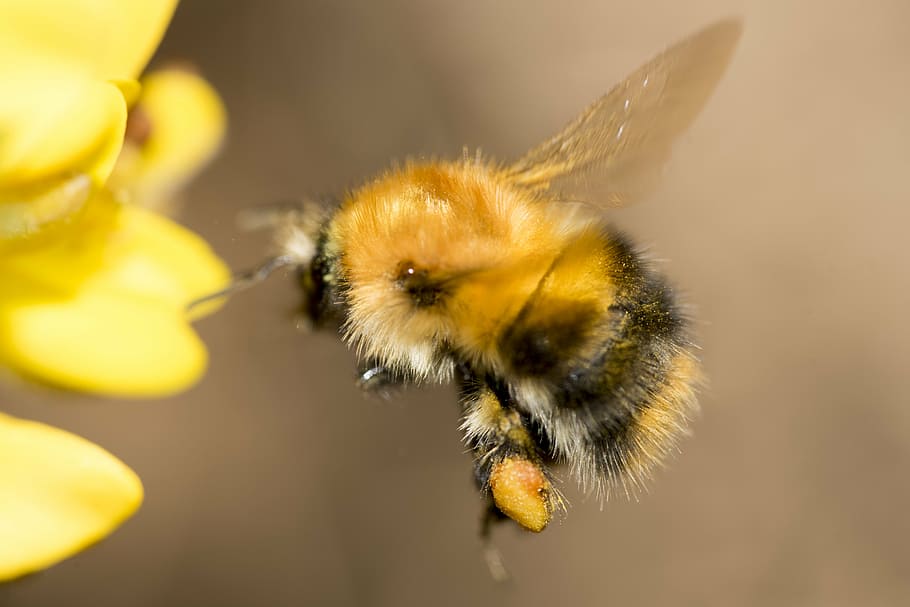 black and brown bumble bee pollinating on yellow flower, insect HD wallpaper