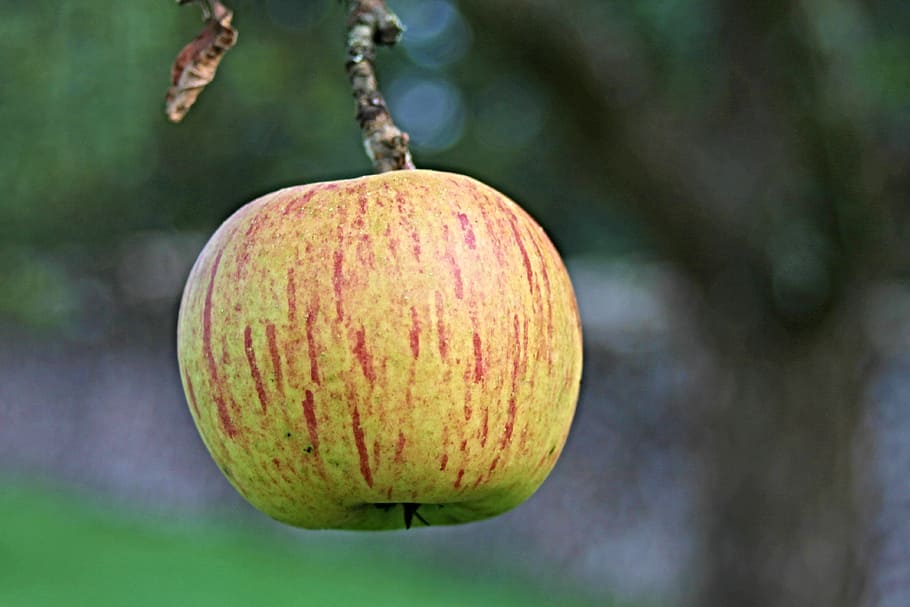 apple, fruit, healthy, autumn, pome fruit, kernobstgewaechs HD wallpaper