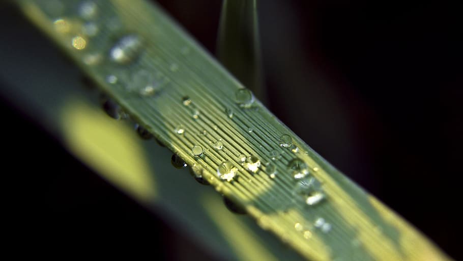 close-up, dew, macro, waterdrops, wet, technology, connection HD wallpaper