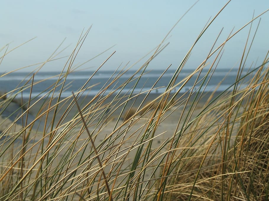 Beach, Grass, Sea, Landscape, Sky, access to the beach, coast HD wallpaper