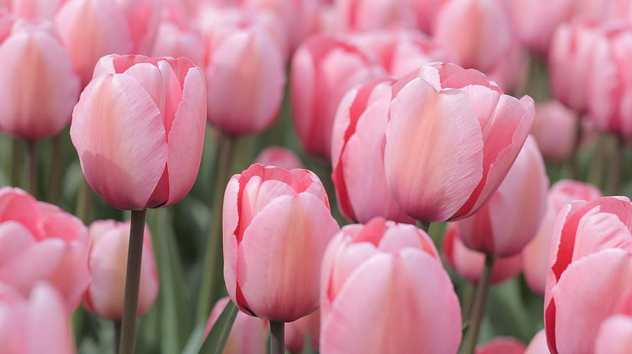 close up photo of pink petaled flowers, tulips, field, spring HD wallpaper