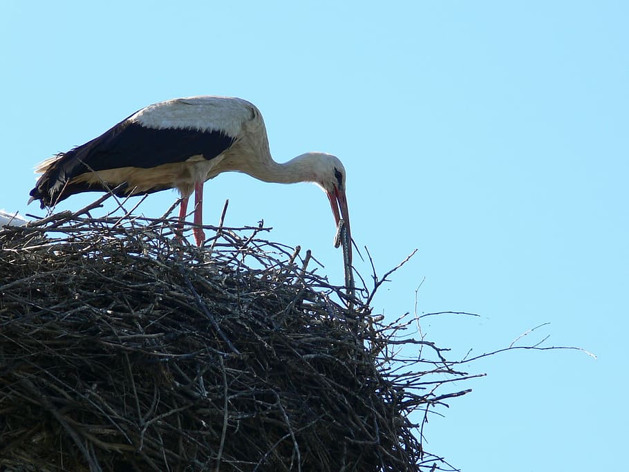 stork, viper, meal, nest, bird, animal Nest, wildlife, white Stork HD wallpaper