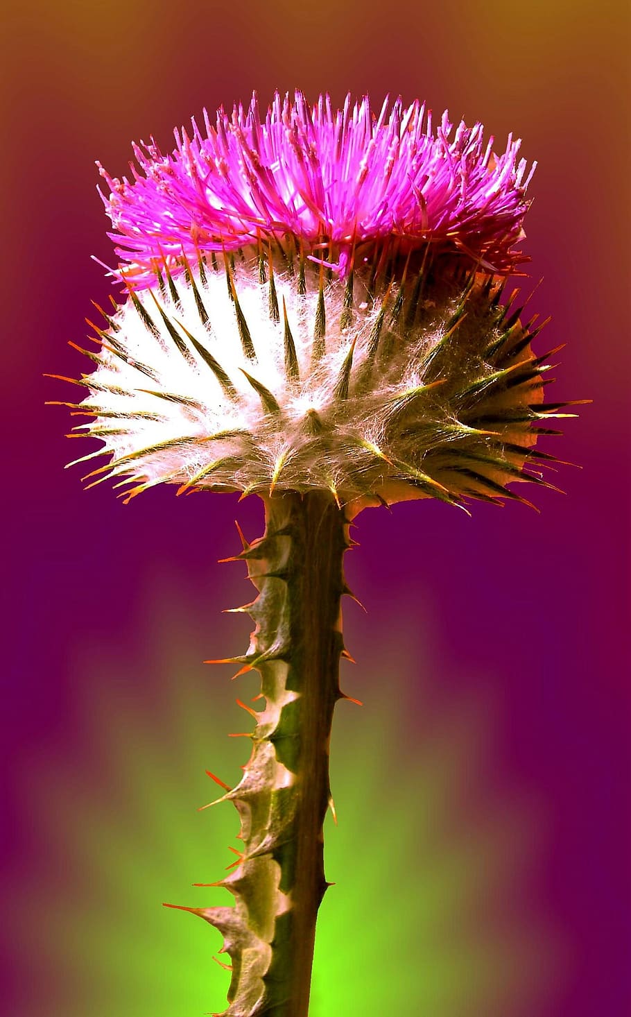 thistle, flower, blossom, bloom, plant, spur, purple, colorful HD wallpaper